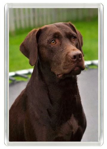 Labrador retriever dog fridge - labrador,
