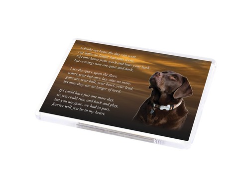 Chocolate labrador dog - dog, fridge