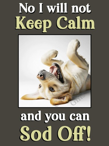 Labrador golden lab pet dog - golden,