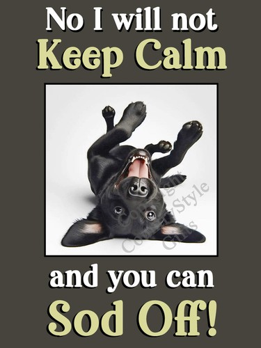 Labrador black lab pet - pet, dog