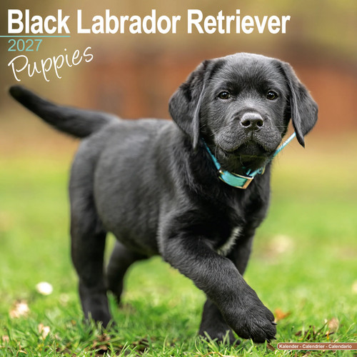 Calendario black labrador - black,