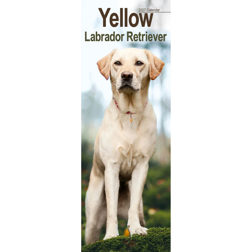 Calendario giallo labrador - calendario,