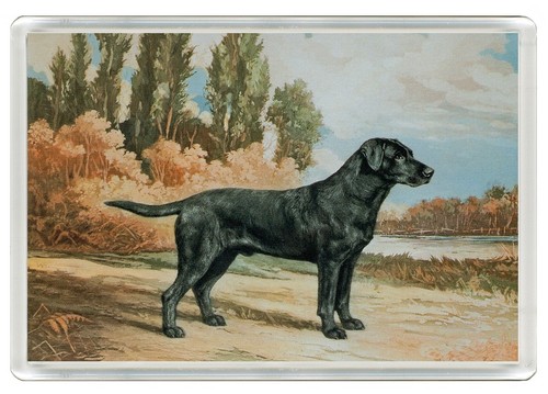 Labrador retriever dog - labrador, fridge