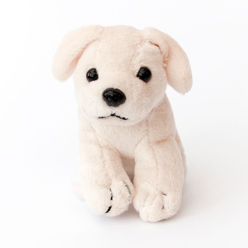 New labrador white - white, puppy