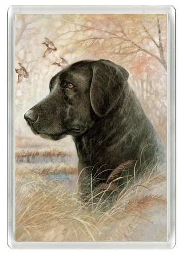 Labrador retriever dog - retriever, fridge
