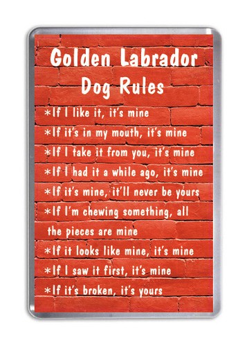 Golden labrador dog - golden,