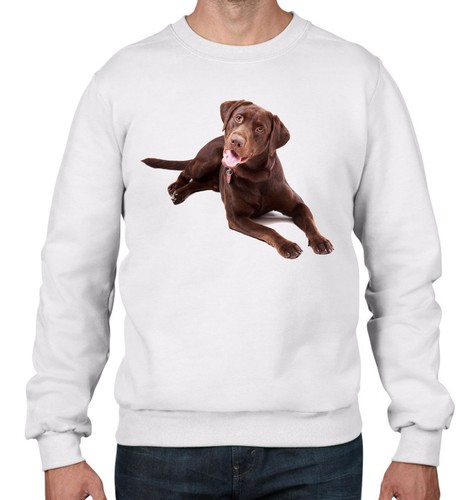 Cioccolato cane labrador - cioccolato,