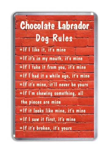 Chocolate labrador dog rules - labrador,