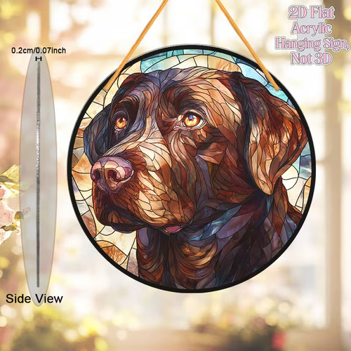 Cioccolato labrador cane - labrador,