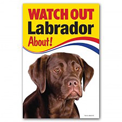Regalo labrador chocolate lab - chocolate,