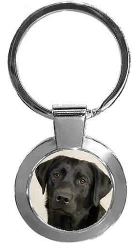 Black labrador dog - black, luxury