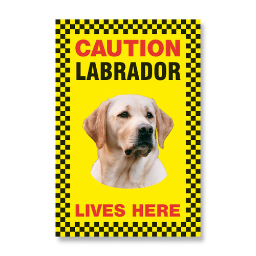 Regalo labrador giallo - regalo,